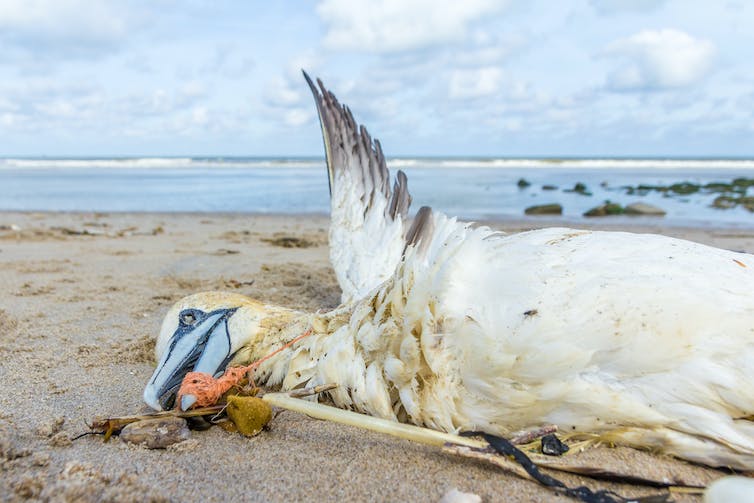 A dead northern gannet trapped in a plastic fishing net.