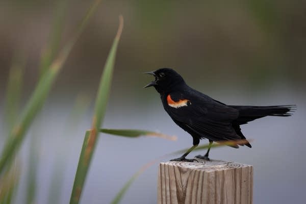 A red-winged blackbird half screeching 