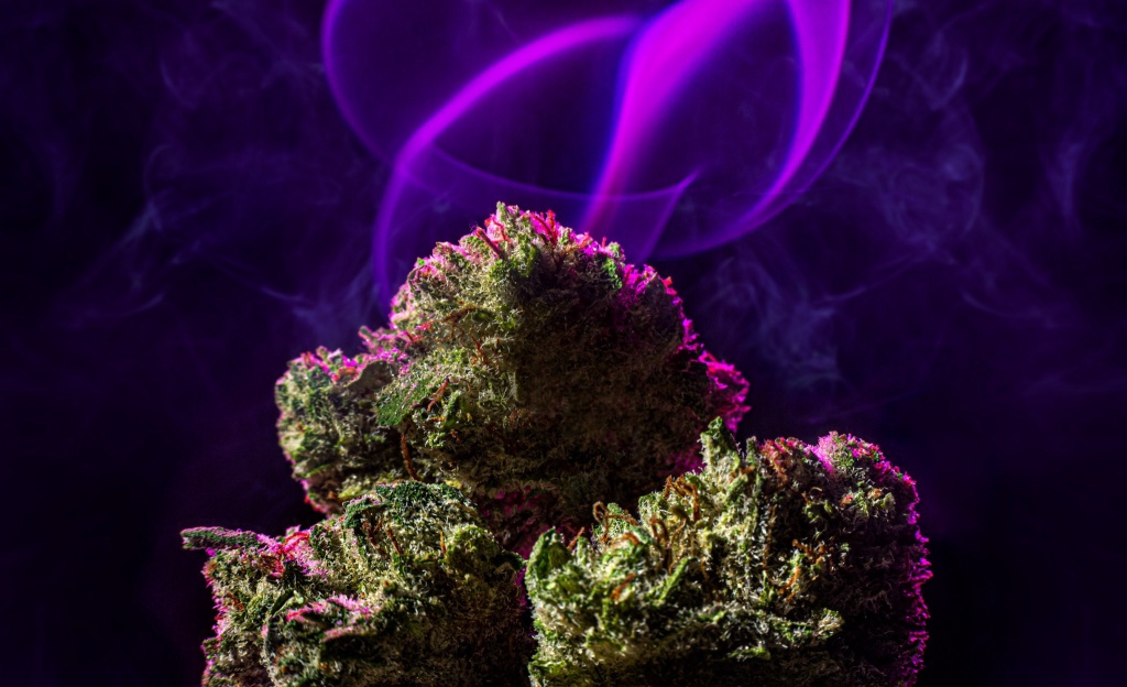 three cannabis buds in front of purple background blue cookie stump