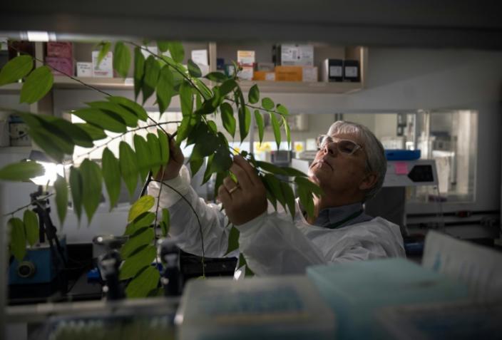 Brazilian molecular biologist Rodrigo Moura Neto inspects a CBD-containing plant, which can be used to treat epilepsy and chronic pain, in his laboratory at the Federal University of Rio de Janeiro in June 2023 (CARL DE SOUZA)