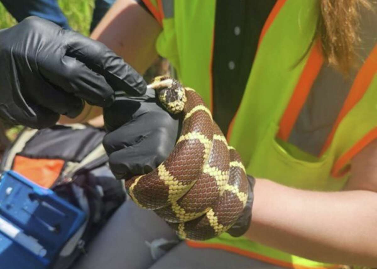 A snake is tested for fungal snake disease by California Department of Fish and Wildlife scientists.  The disease is more rampant across the state than previously thought.
