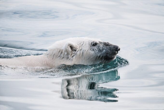 Image of a swimming polar bear.