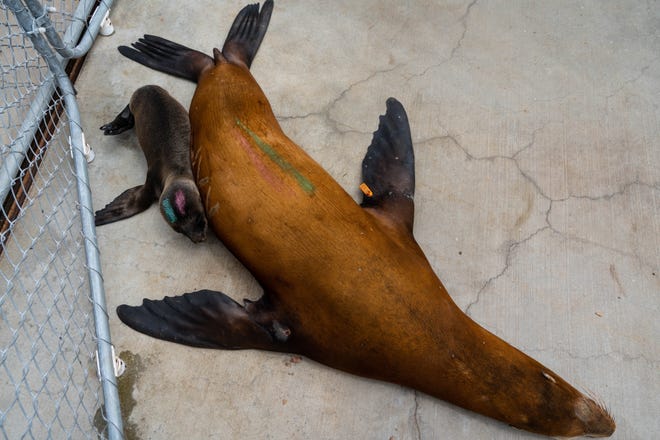A sick sea lion and her pup are shown at the Marine Mammal Care Center in San Pedro, California on July 6, 2023. The center has been caring for sea lions sick from a historically bad algal bloom along the California coast.