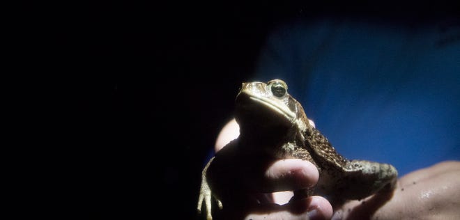 A non-native cane toad is documented by FGCU researchers and volunteers off Three Oaks Parkway on Wednesday, June 16, 2021. A USGS report suggests the species has expanded its range in the wake of Hurricane Ian.