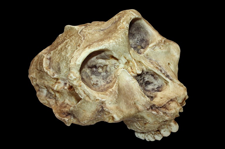 Skull of Australopithecus (Paranthropus) robustus.