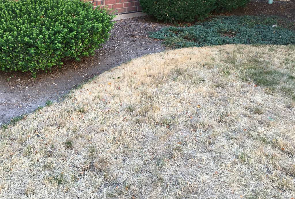In the event of a drought, conserve water for valuable plants such as mature shrubs and trees by letting the lawn grass go brown and dormant.  Cover the bare soil around trees, shrubs and perennials with a layer of mulch to slow the evaporation of water from their root zones.